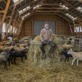 Kreeka professor: Euroopasse on kolinud juba palju selliseid inimesi, kes eelistavad lambaliha