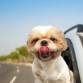 POLITSEI: Ärge jätke lapsi ja lemmikloomi kuumaga autosse!