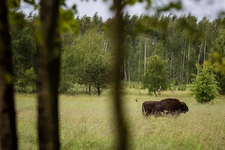 Bialowieza sümbol Euroopa piison ürgmetsas.