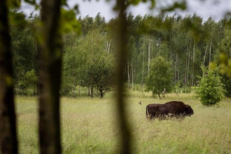 Bialowieza sümbol Euroopa piison ürgmetsas. 