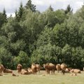 Narva struugadele lisandub sada veist