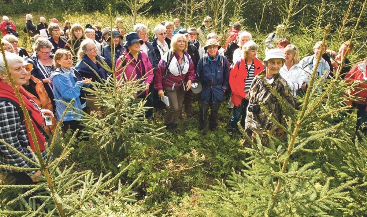Rootsi naismetsaomanike grupp Leili Mihkelsoni metsas Pärnumaal vaatamas, kuidas nn Rootsi kuused kasvavad.