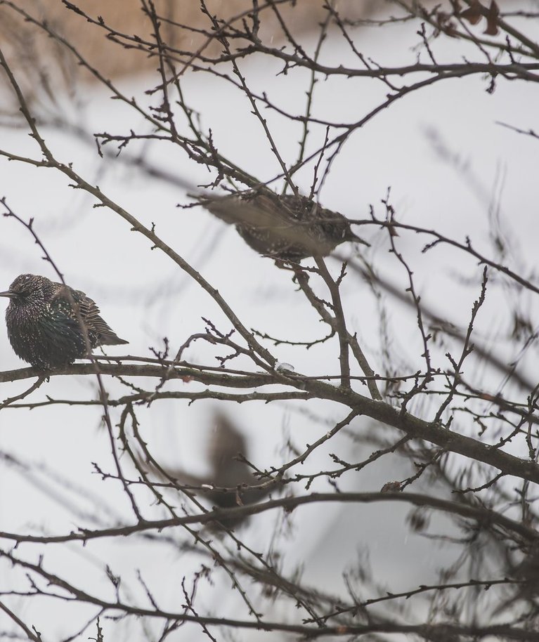 Tänavu tuleb teateid, et ka kuldnokad, meie aasta linnud on parvedena talveks Eestisse jäänud.