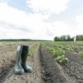Правительство выделит 20 млн евро в поддержку сельскохозяйственного сектора