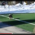 VIDEO: Sillamäe-Kalju jalgpallimängu külastas koer Muki