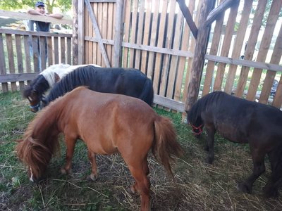 Kruusa talu ponid