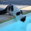 Kaasasündinud eripära või peidetud anne: kas kass saab ujumisega ka tegelikult hakkama?