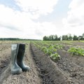 Uuring: Eestimaalaste arvates peaks põllumajanduse toetamist suurendama