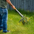 Kuidas vabaneda aeda tikkuvast naadist ja võilillest 