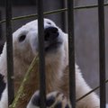 Родившуюся в Таллиннском зоопарке белую медведицу Нору пришлось усыпить в Вене