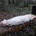 PÄEVAPILT | Jõgevamaal leiti kastlõksust albiinonugis