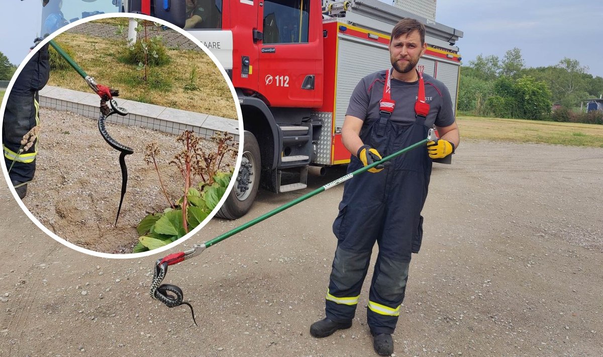 Kuressaare äästja rästikuga, kes oli roomanud hooldekodu aeda lillepeenrasse.