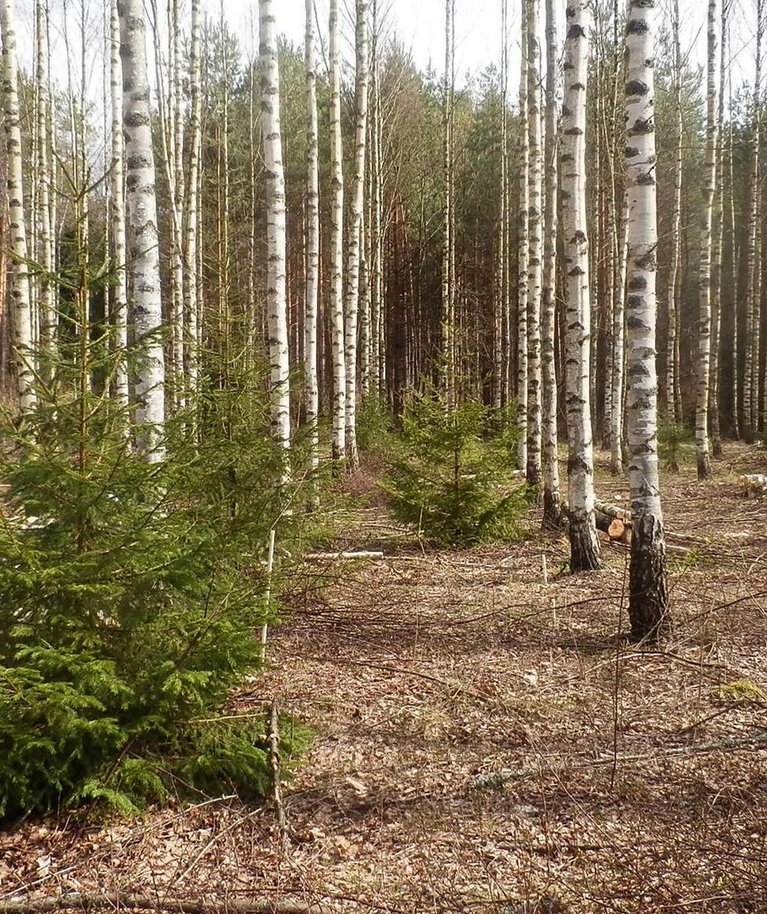 Kullamaa vana metsamehe Lembitu Tverdjanski istutatud ja hooldatud kaasik on paarkümmend aastat vana. Aga isegi õppinud metsamehed, kes sinna satuvad, pakuvad kaasiku vanuseks vähemalt 30 aastat.