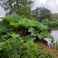 Maakodu Inglismaa aiareisil selgus, et sealsed aiad on kohanenud kliimamuutustega. Eva Luigas selgitas, mida oleks meil neilt õppida