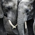 Juba teine Aafrika riik tegi lühikese aja jooksul elevantide populatsiooni vähendava otsuse