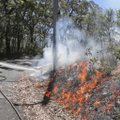 Austraalias pistavad röövlinnud rohumaadele ja võsale tahtlikult tule otsa
