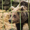 В московском цирке медведь убил человека