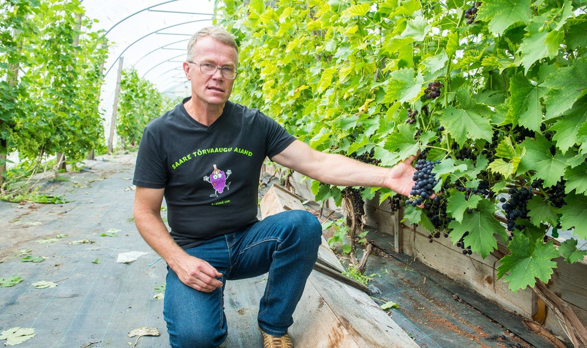 Saare-Tõrvaaugu aiandi aednik Harri Poom on laiemalt tuntud viinamarjasortide katsetajana.