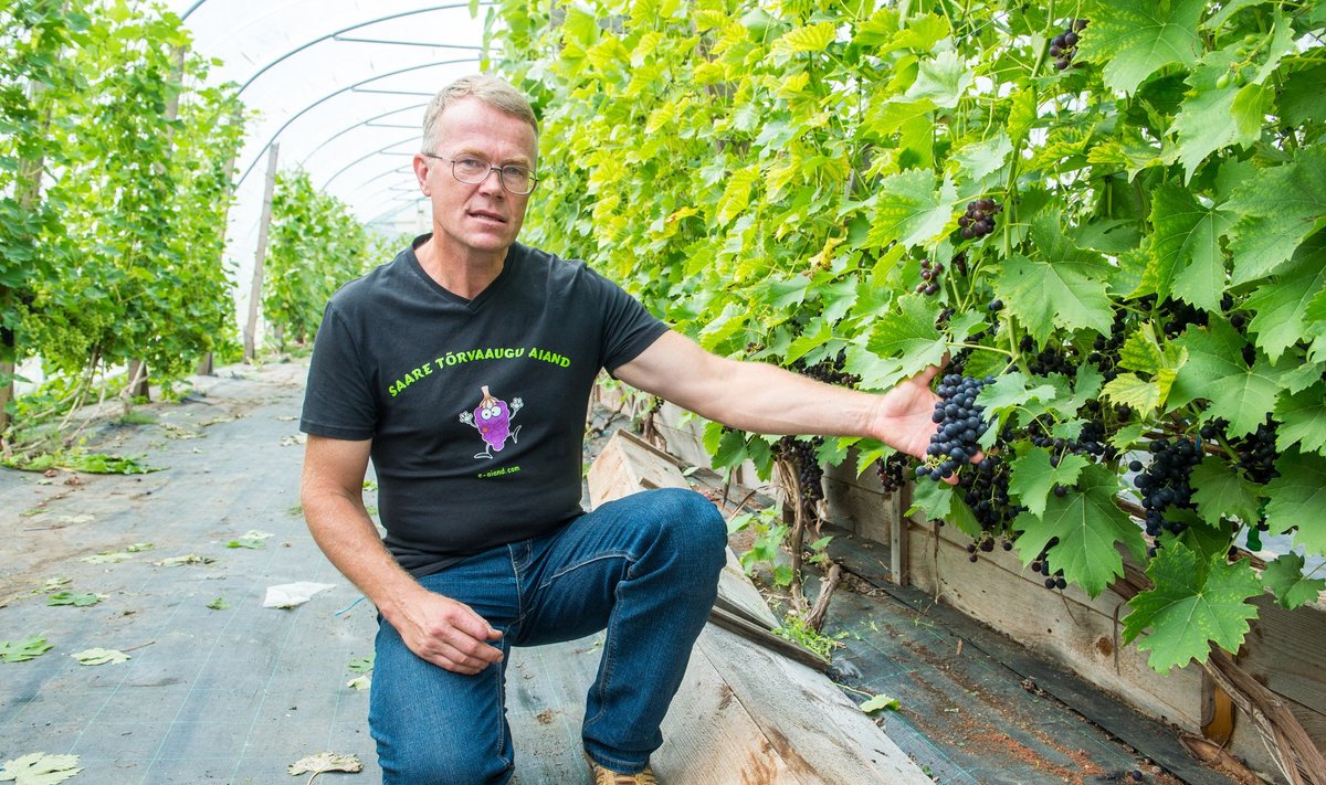 “Otsime äriaeda sobivaid lauaviinamarja sorte,” selgitab Harri Poom, kes juba mitmendat aastat katsetab viinamarjaistikute sobivust meie tingimustes.