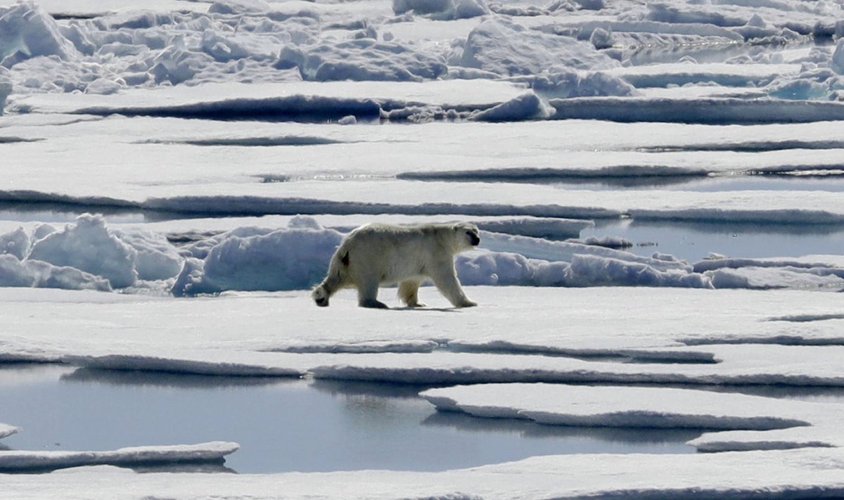 Jääkaru Arktikas jalutamas. 