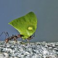 Правда ли, что американские муравьи атта умеют телепортироваться?