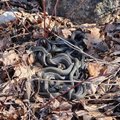 ФОТО | Бегун наткнулся в парке на клубок змей. „Их могло быть около 15-20 штук“