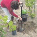 Kuidas istutada viinapuud