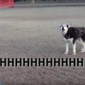 VIDEO: Nalja nabani! Ülijutukas husky ei taha kuidagi koertepargist ära tulla ja ütleb, mida ta asjast arvab