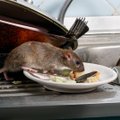 Koroonapandeemiast tingitud restoranide sulgemine on toidujäätmeid järsult vähendanud ja muutnud hiired ning rotid agressiivsemaks