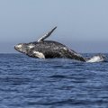 Исландия отказалась от охоты на китов
