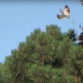 VIDEO: Saatuslik hüpe! Orav pääses näljase kotka küüsist eriti nutikal moel