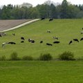Piimatoodang Euroopa Liidus väheneb, sest lehmi jääb järjest vähemaks