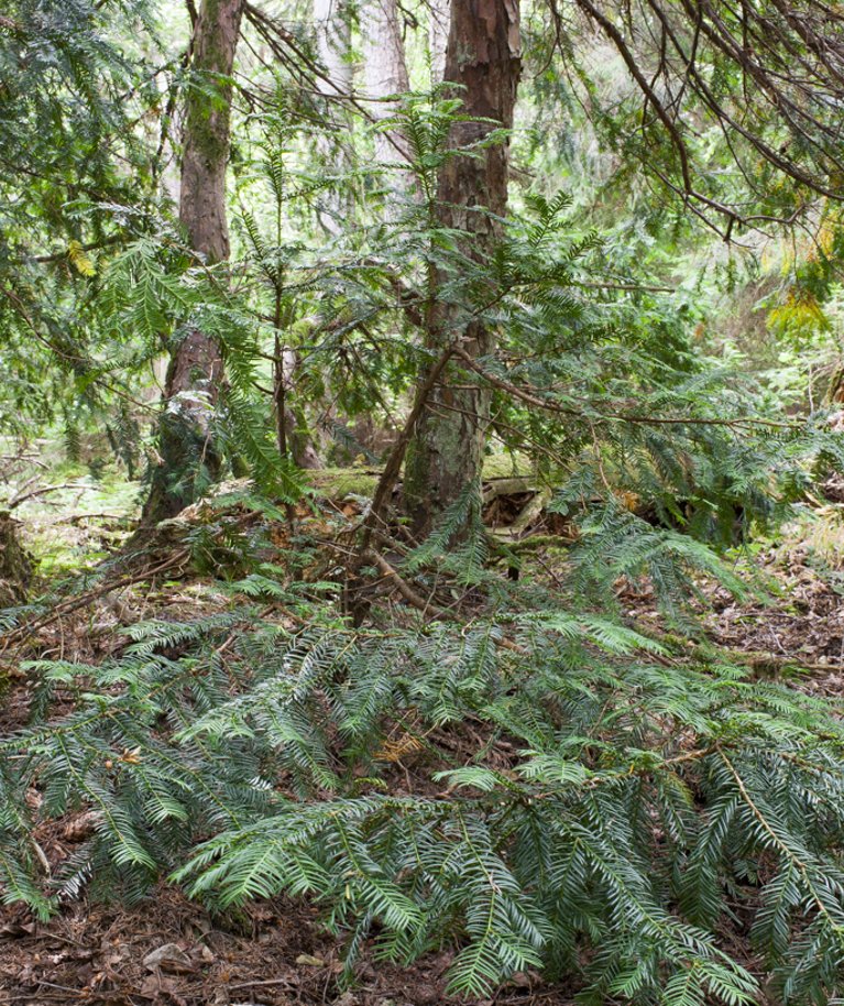 Eestimaa Looduse Fond soovib säilitada Hiiumaa vanu metsi, mis on elupaigaks paljudele kaitset väärivatele liikidele. Jugapuu kasvukoht Tahkuna poolsaarel riigimetsas. 