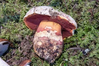 Saatana-kivipuravik, täiesti mürgine seen. Ära tunneb punakast jalast.
