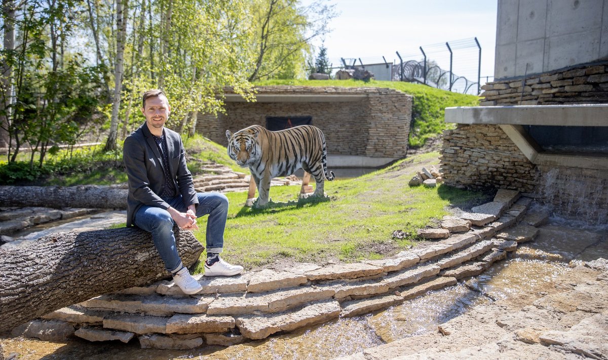 Tallinna loomaaia direktor Kaupo Heinma peatselt valmivas Tiigriorus koos Pootsmani foto järgi valminud šablooniga