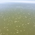 Внимание! На берегу Чудского озера замечены сине-зеленые водоросли