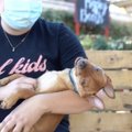 Собака-улыбака собрала на свое лечение 50000 долларов за две недели
