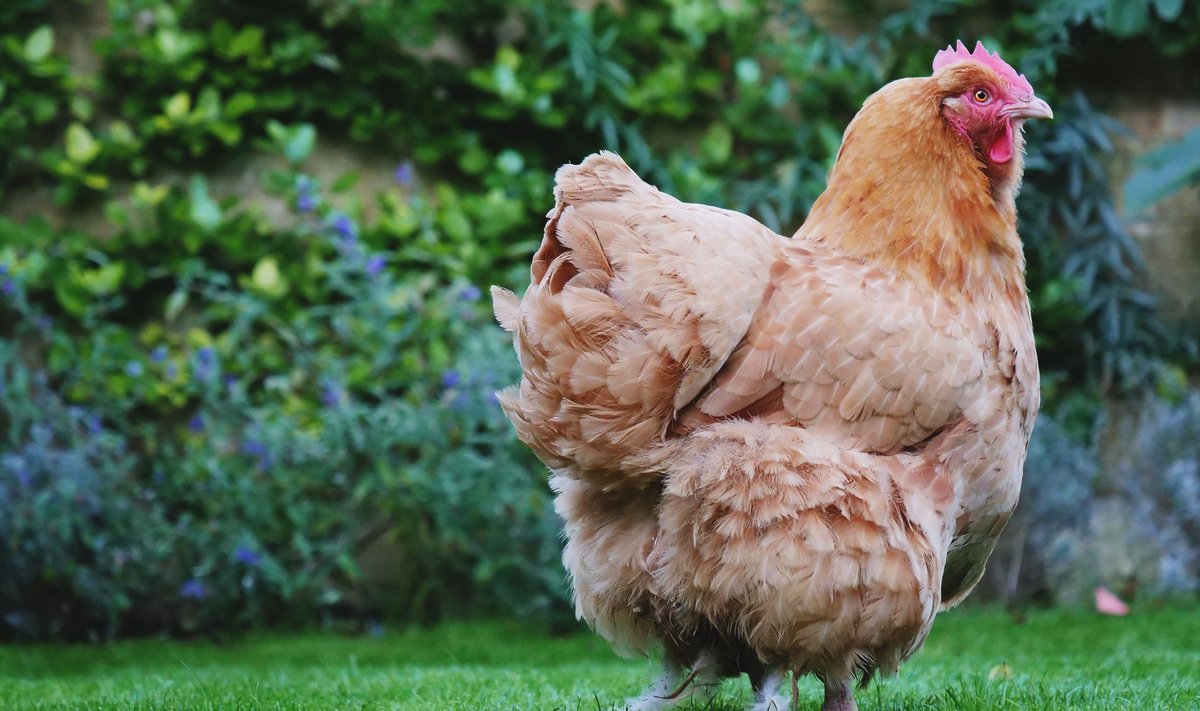 Chicken
