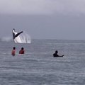 VIDEO: Killuke paradiisi! Noormehed surfavad koos vaalaga