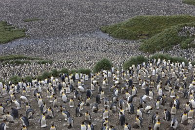 Kuningpingviinid Lõuna-Georgia saarel.