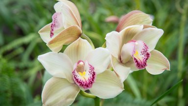 Традиционная выставка орхидей в Таллиннском ботаническом саду откроется 1 марта