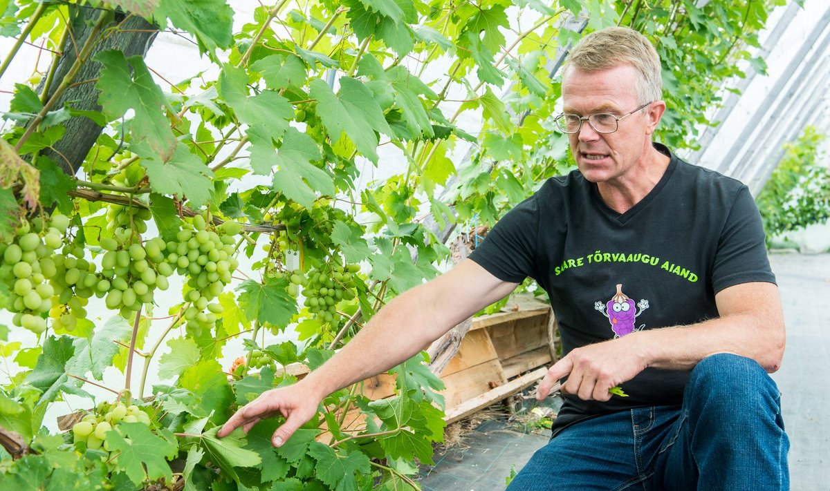 "Otsime äriaeda sobivaid lauaviinamarja sorte," selgitab Harri Poom, kes juba mitmendat aastat katsetab viinamarjaistikute sobivust meie tingimustes.