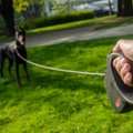 Loomaarst ja koertetreener hoiatavad: ülipopulaarne fleksi- ehk rullikrihm seab koera elu ohtu!