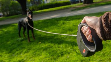 Loomaarst ja koertetreener hoiatavad: ülipopulaarne fleksi- ehk rullikrihm seab koera elu ohtu!