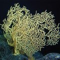 Korall tõendas Atlandi hoovuse nõrgenemist