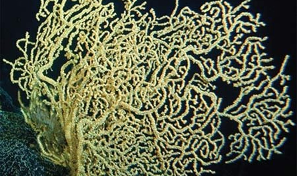 Mitu tuhat aastat vana elus korall. Foto: NOAA's Hawaii Undersea Research Laboratory (HURL)