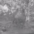 Zooloogid 2.0: Rajakaamera püüdis pilti metssigade lõbusad tegemised