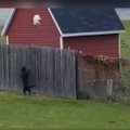 VIDEO | Meel on must? Kassid vs. koerad: need videoklipid ei aegu mitte kunagi!