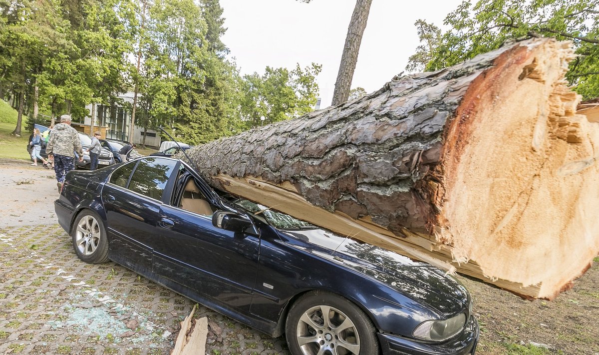 Tugeva tuulega kukkus Laulasmaal puu auto peale