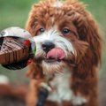 Puust ette ja punaseks: kuidas mõjuvad erinevad šokolaadid sinu koera tervisele ja millal on muretsemiseks põhjust?